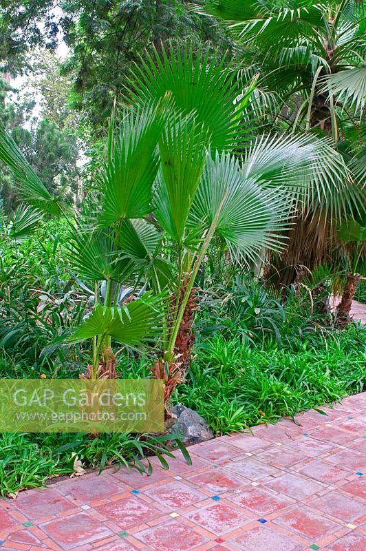 Washingtonia filifera - Exotic garden in Morocco