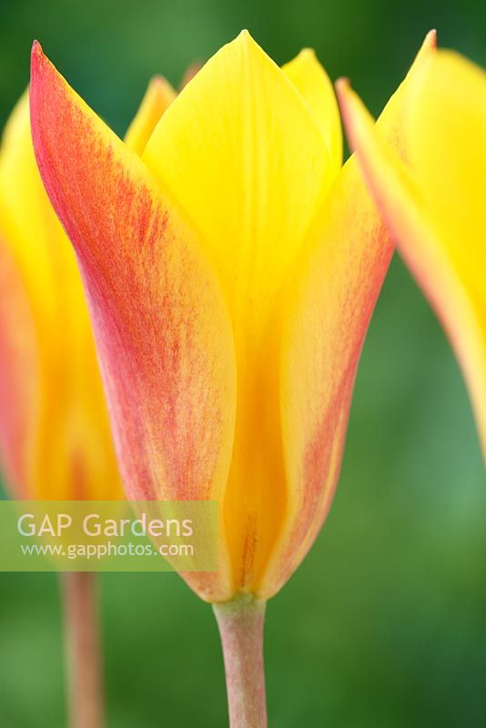 Tulipa clusiana var. chrysantha AGM. Golden lady tulip 