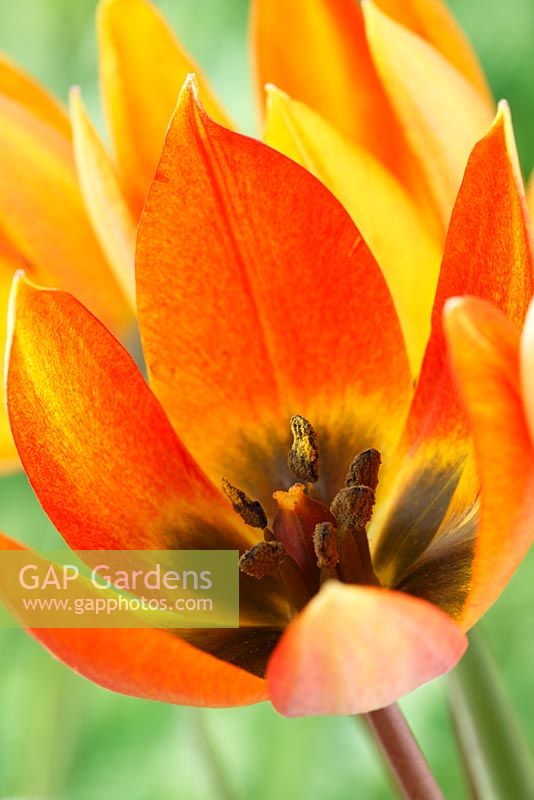Tulipa orphanidea Whittallii Group AGM