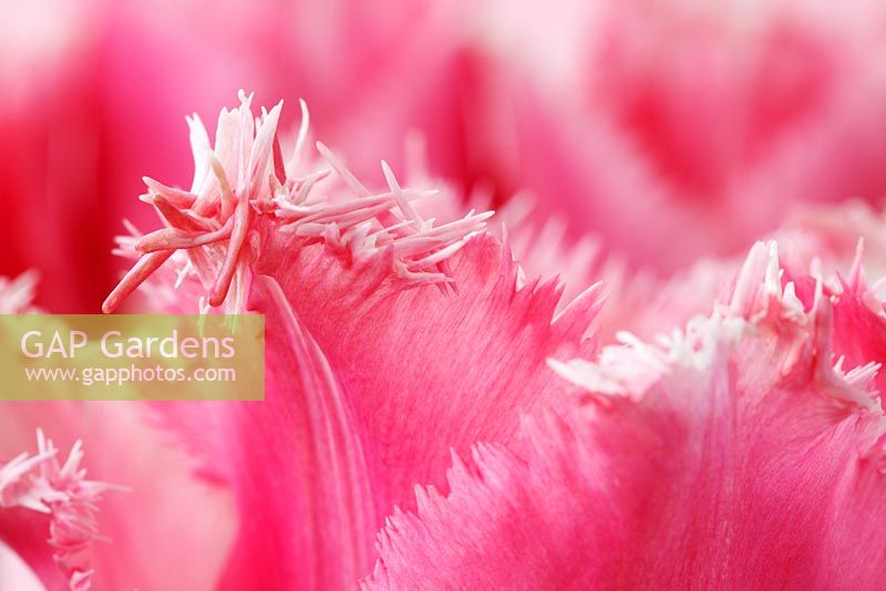 Tulipa 'Pink Fountain' - Tulip Fringed Group
