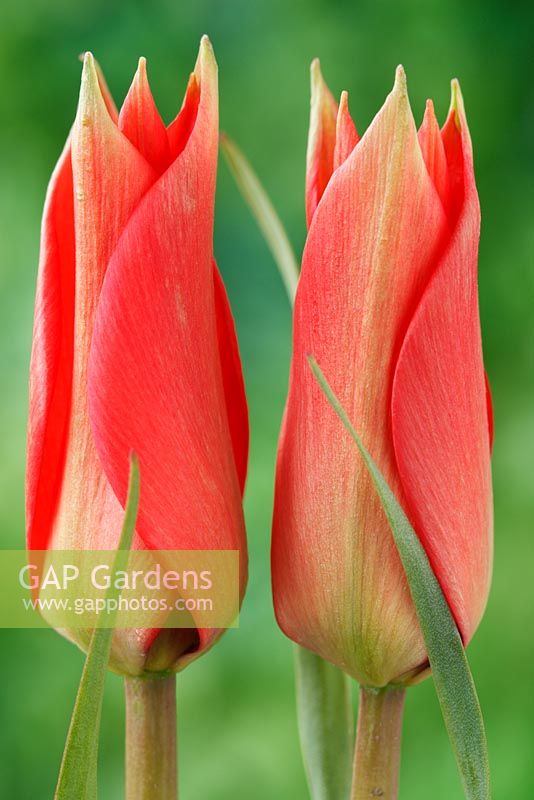 Tulipa linifolia - Flax-leaved tulip  