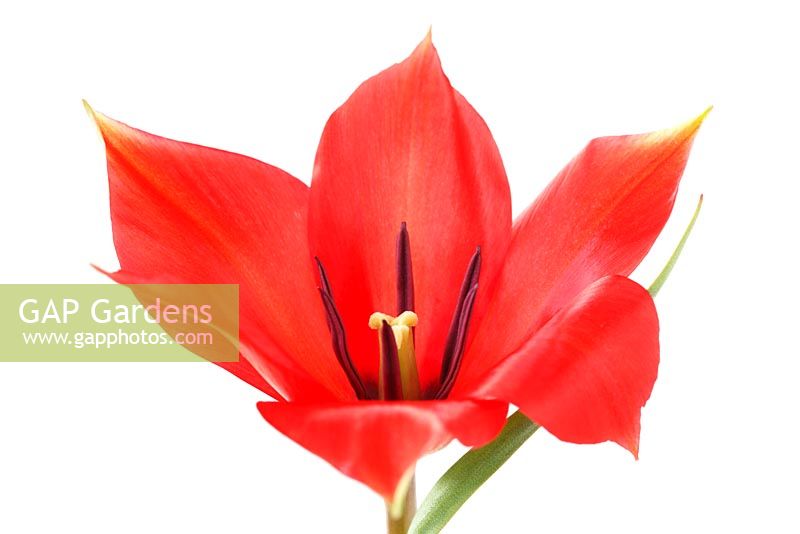 Tulipa linifolia - Flax-leaved tulip 