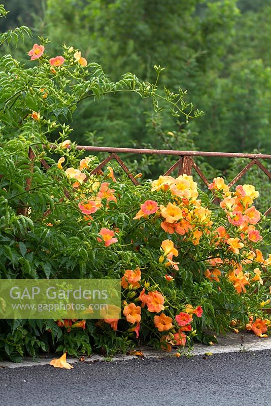 Campsis radicans clambering over old iron fence