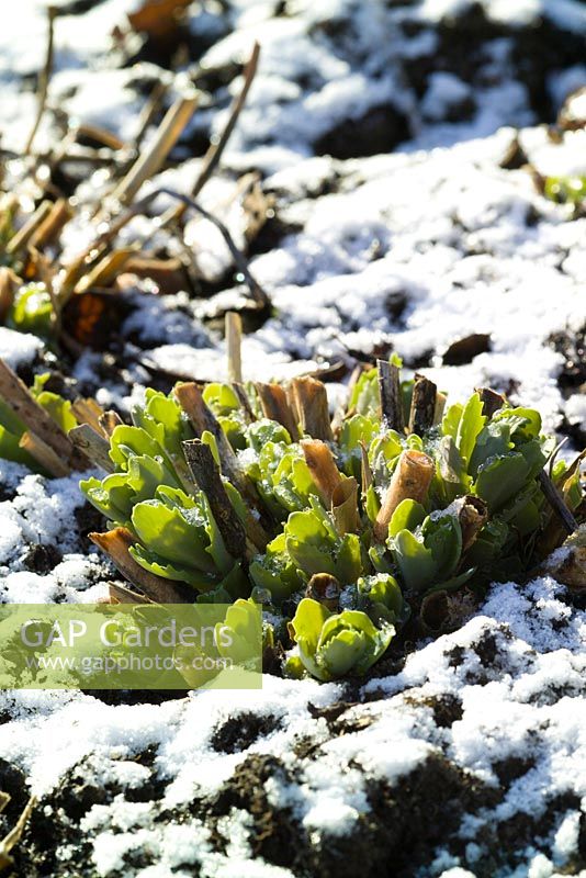 Sedum spectabile cut back in winter