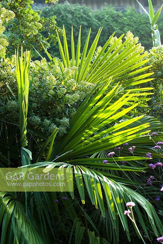 Escallonia bifida with Trachycarpus fortunei