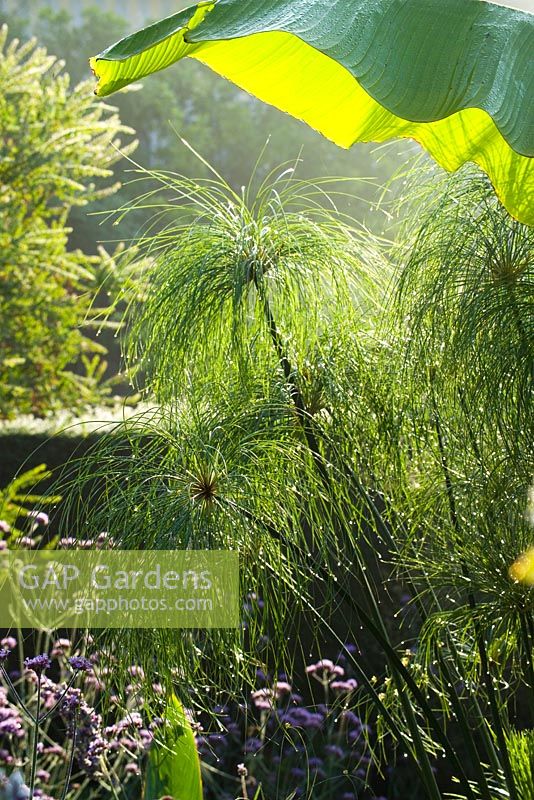 Dew on Cyperus papyrus in the exotic garden at Great Dixter