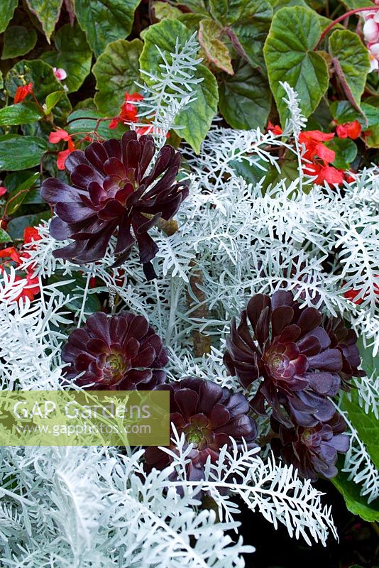 Aeonium 'Zwartkop' syn. 'Schwarzkopf' growing through Centaurea cineraria