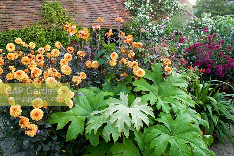 Dahlia 'David Howard' with Tetrapanax papyrifer and Canna 'Wyoming' in the exotic garden at Great Dixter