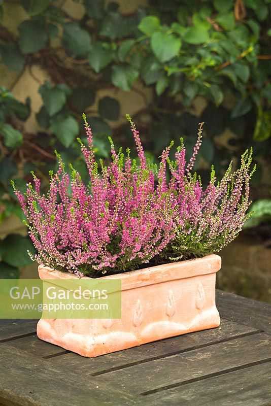 Winter flowering heather in a rectangular terracotta container