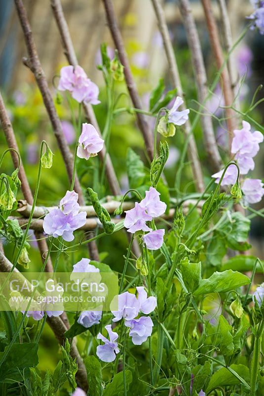 Lathyrus odoratus 'Chatsworth' growing on the sweet pea tunnel in the kitchen garden at Whatley Manor