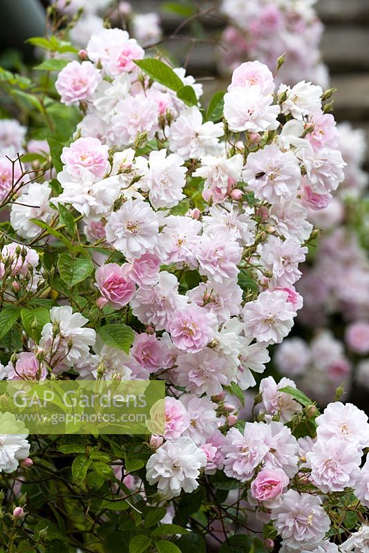 Rosa 'Paul's Himalayan Musk'