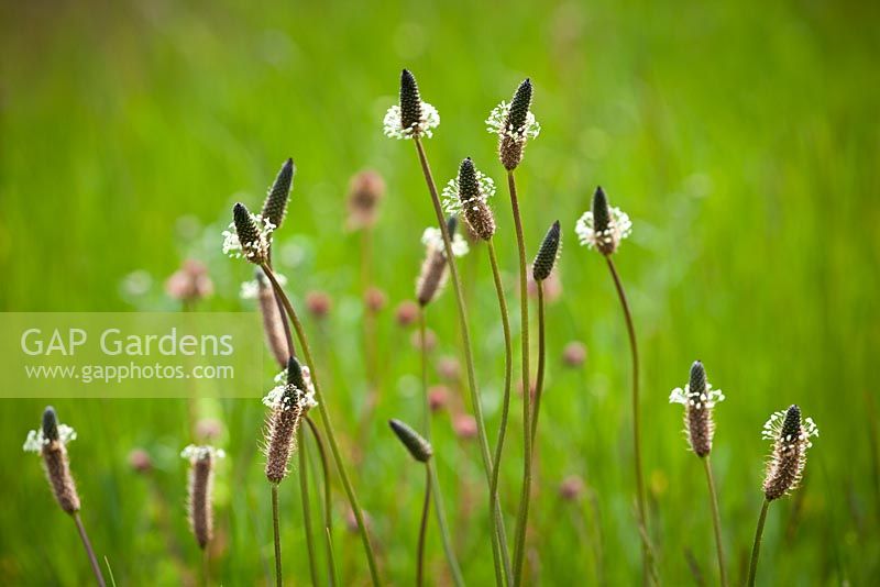 Plantago lanceolata - Ribwort Plantain