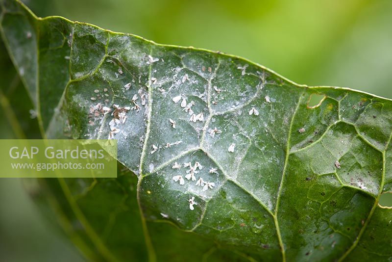 Whitefly on sprout foliage