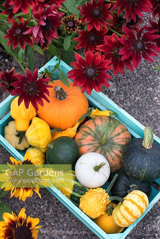 Pumpkins, Squashes and Gourds in wooden crate , Rudbeckia 'Sonora', Rudbeckia 'Cherry Brandy'