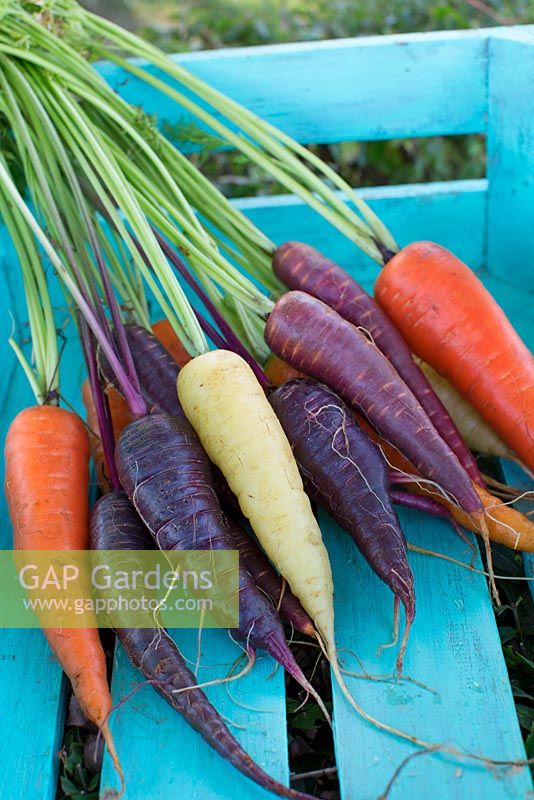 Freshly harvested carrots in different colours in wooden crate