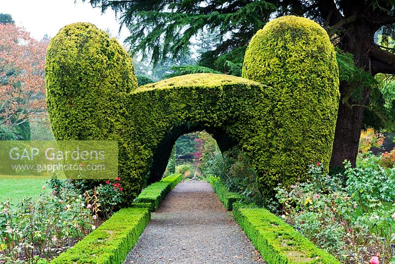 The Broadwalk with clipped arch of golden Irish Yew, Rose borders, Box hedges and Cedrus deodara on right - Altamont Gardens, Tullo, Carlow, Ireland. Managed by the Office of Public Works