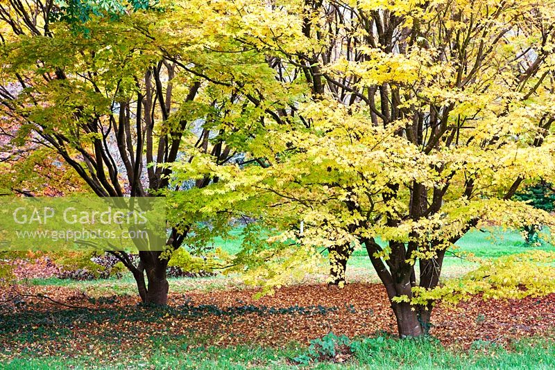 Acer palmatum 'Senkaki' - John F Kennedy Arboretum, New Ross, Co. Wexford, Ireland. Established 1968. Managed by the Office of Public Works. October.