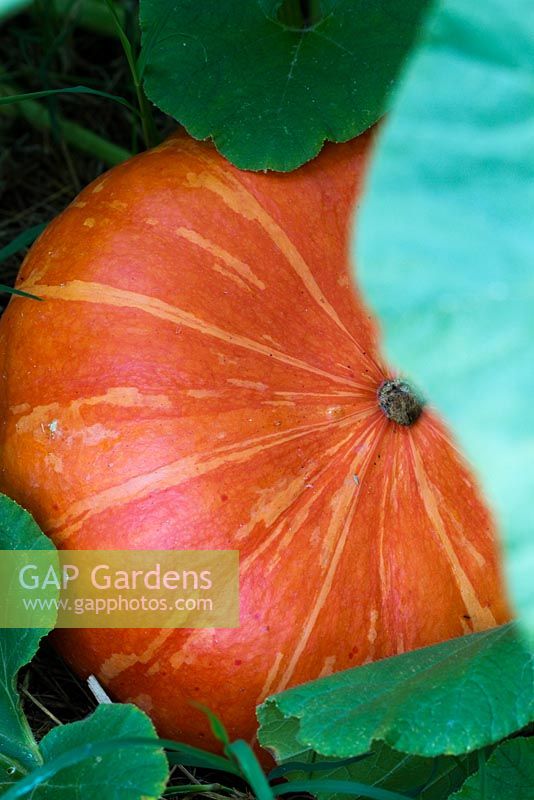 Pumpkin 'Rouge vif d'Etampes' growing at Grange Rousseau, Tarn, France