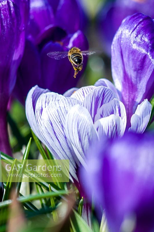 Crocus 'Pickwick' with visiting bee