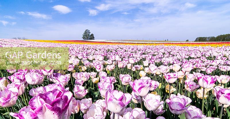 Field of Tulipa 'Shirley'