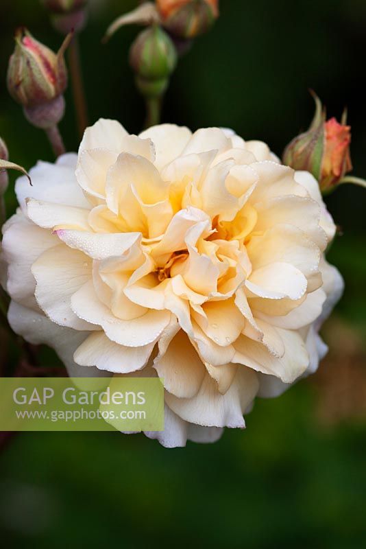 Rosa 'Alister Stella Gray'. Llanllyr Garden, Talsarn, Wales. Welsh Historic Garden Grade II. June. The Rose Borders. 