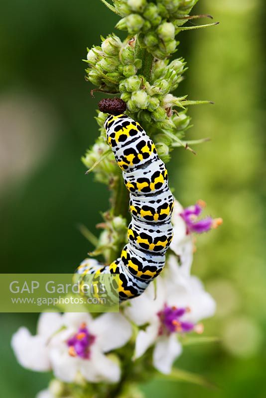 Verbascum caterpillar. Shargacucilla verbasci. Llanllyr Garden, Talsarn, Wales. Welsh Historic Garden Grade II. June. The Rose Borders. 