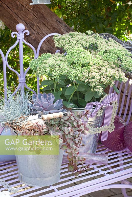 Sedum 'Autumn Joy', Echevaria and Festuca glauca