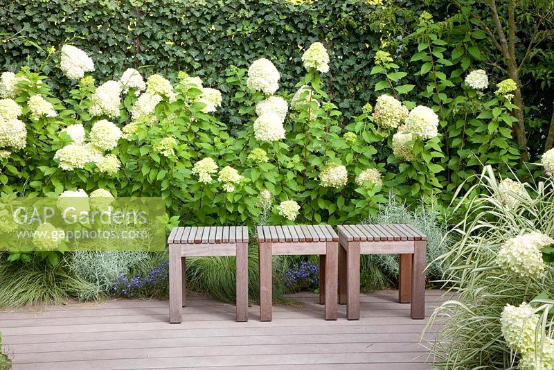 Terrace with Hydrangea paniculata 'Limelight'