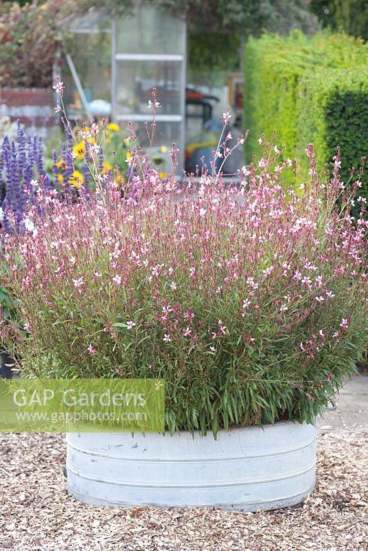 Gaura lindheimeri 'Siskiyou Pink'