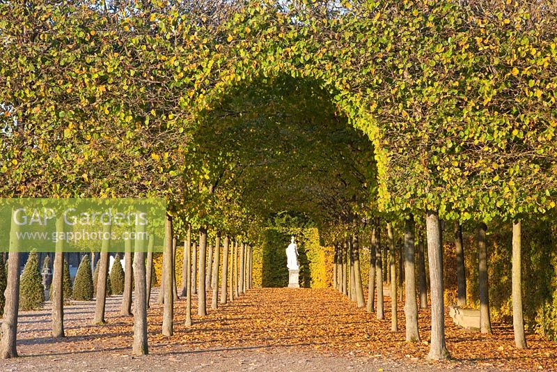 Tilia cordata avenue - Schwetzinger Castle