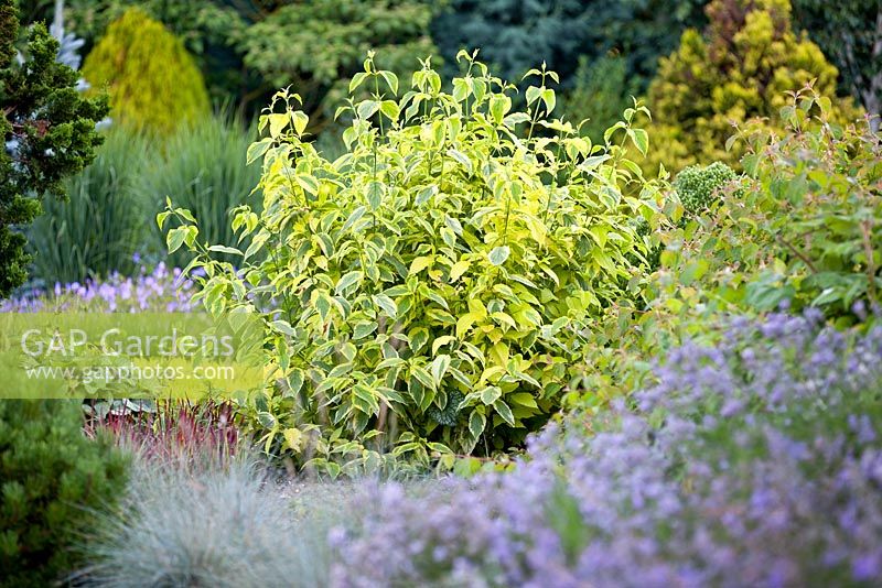 Cornus sericea Hedgerows Gold, Dog wood. 