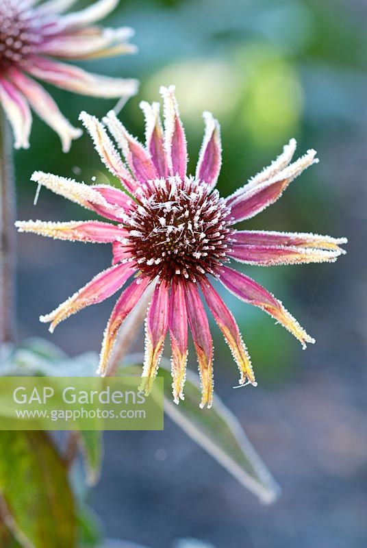 Echinacea 'Green Envy', Coneflower covered in frost 