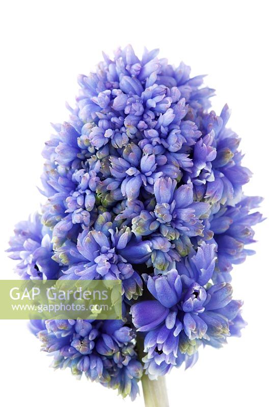 Muscari armeniacum  'Fantasy Creation'  Grape hyacinth  