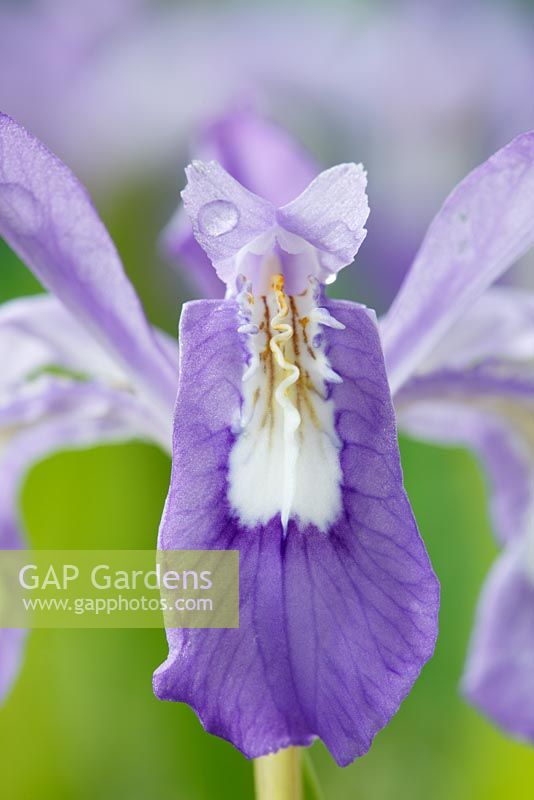 Iris cristata AGM - Dwarf crested iris   Lady's calamus, May