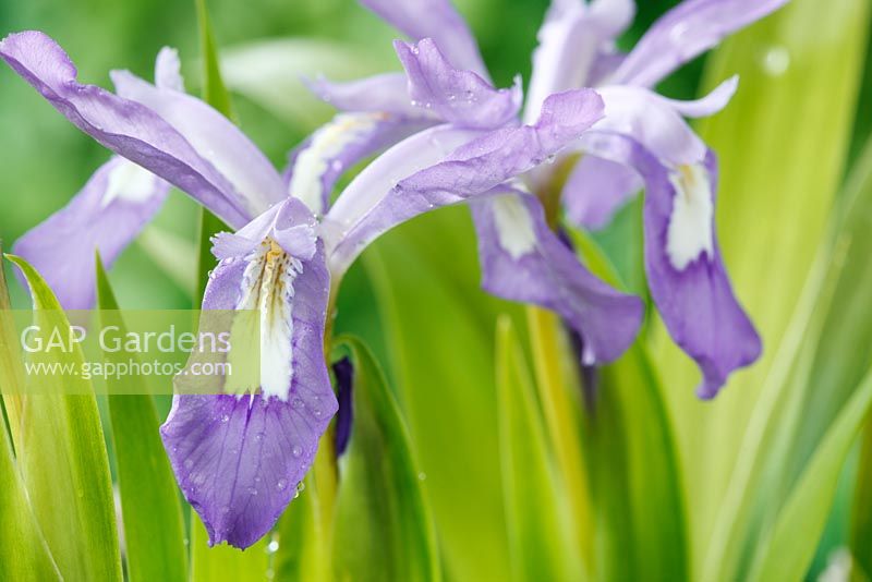 Iris cristata AGM - Dwarf crested iris   Lady's calamus. Unopened flower, May