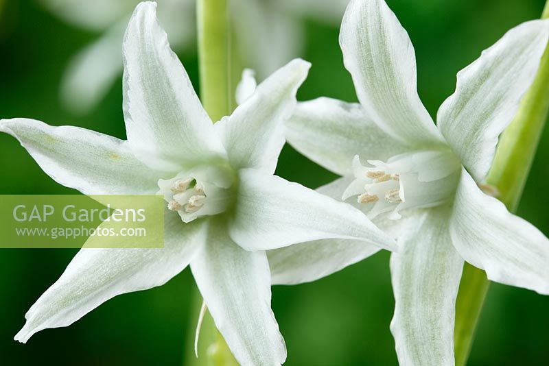 Ornithogalum nutans AGM,  Drooping star of Bethlehem, May