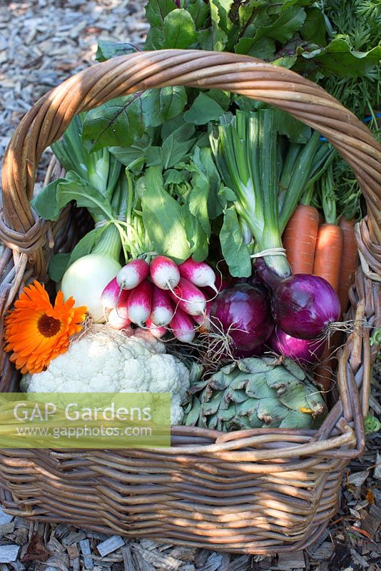 Basket with organic vegetables including radish, cauliflower, red and white onion, carrots, artichoke, beetroot and marigold