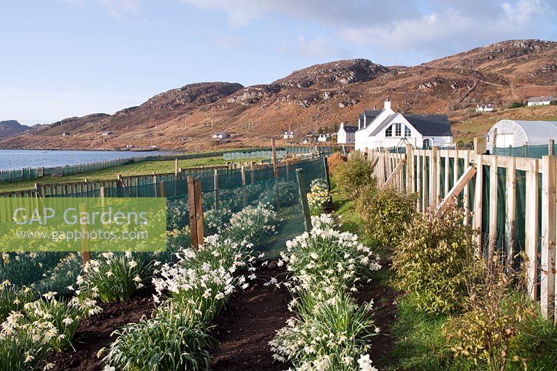 Croft 16 nursery beds with rows of daffodil varieties - Loch Ewe, Ross and Cromarty, Scotland