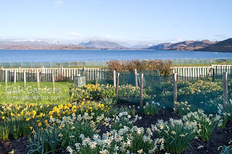 The nursery at Croft 16 with rows of daffodil varieties, windbreak hedge and netting. View south down Loch Ewe to Poolewe, Scotland