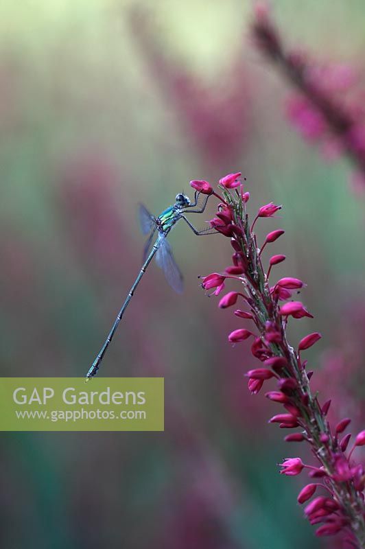 Chalcolestes viridis - Willow emerald damselfly on garden plant