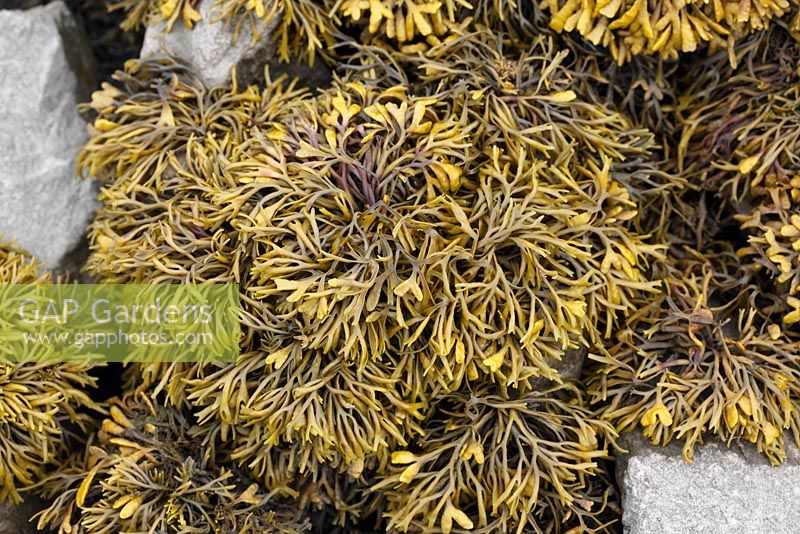 Fucus versiculosus - Bladderwrack on stone on seashore