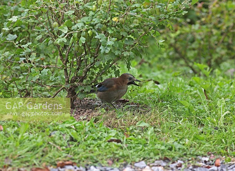 Garrulus glandarius - Jay with gooseberry in beak under gooseberry bush