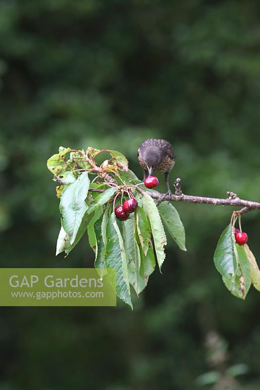 Turdus merula - Blackbird juvenile eating cherry in cherry tree