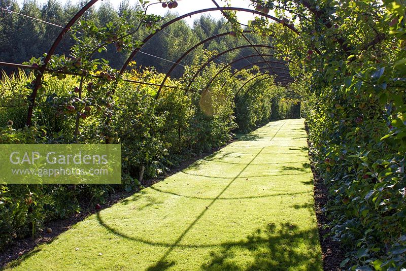 Apples trained on metal archway - Le Plessis Sasnieres, Loire Valley, France