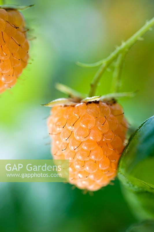 Rubus idaeus - Raspberry 'All Gold'