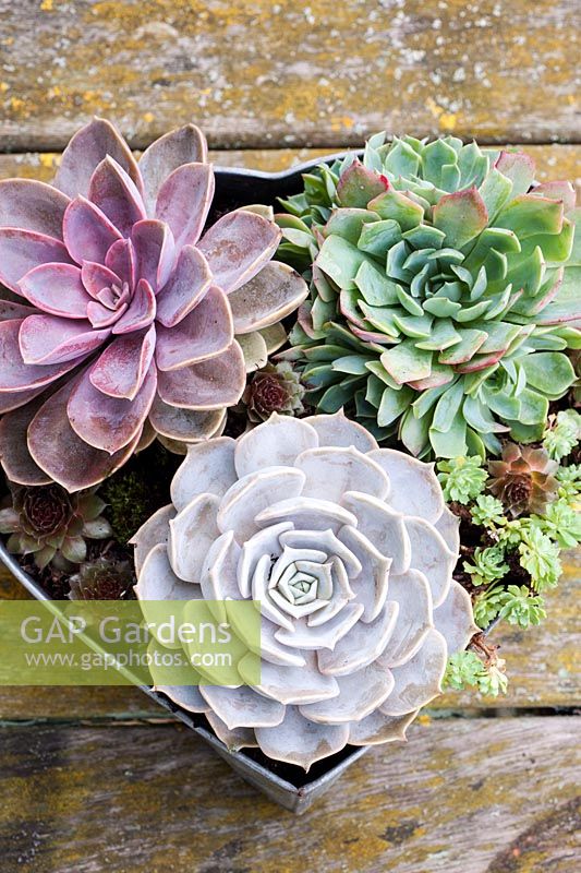 Succulents in heart-shaped metal container.  Echeveria 'Duchess of Nurembourg' and 'Elegans' 