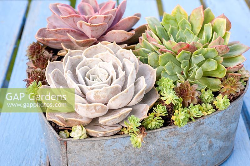 Succulents in heart-shaped metal container.  Echeveria 'Duchess of Nurembourg' and 'Elegans' 