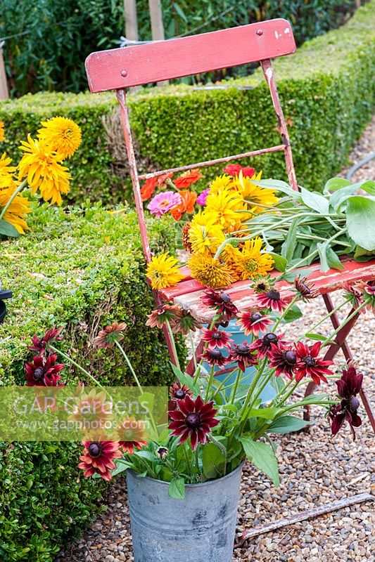 Rudbeckia 'Cherry Brandy' in florist bucket in cutting garden