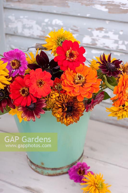 Colourful cut Zinnias in old green enamel bucket