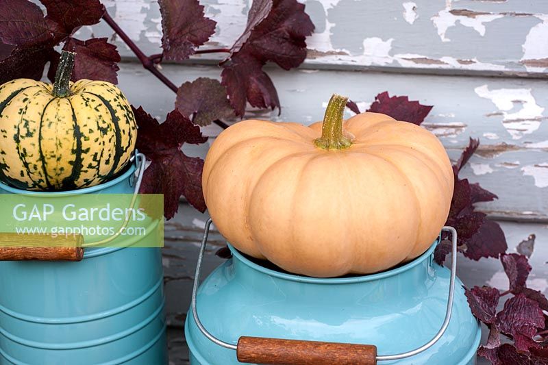 Squashes decoratively arranged with blue enamel containers, inc 'Autumn Crown', Butternut 'Walthams Butternut' and 'Harlequin'